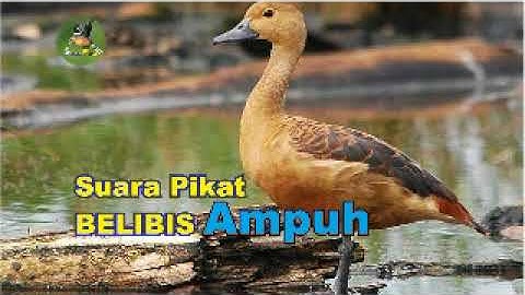 SUARA PIKAT BELIBIS AMPUH