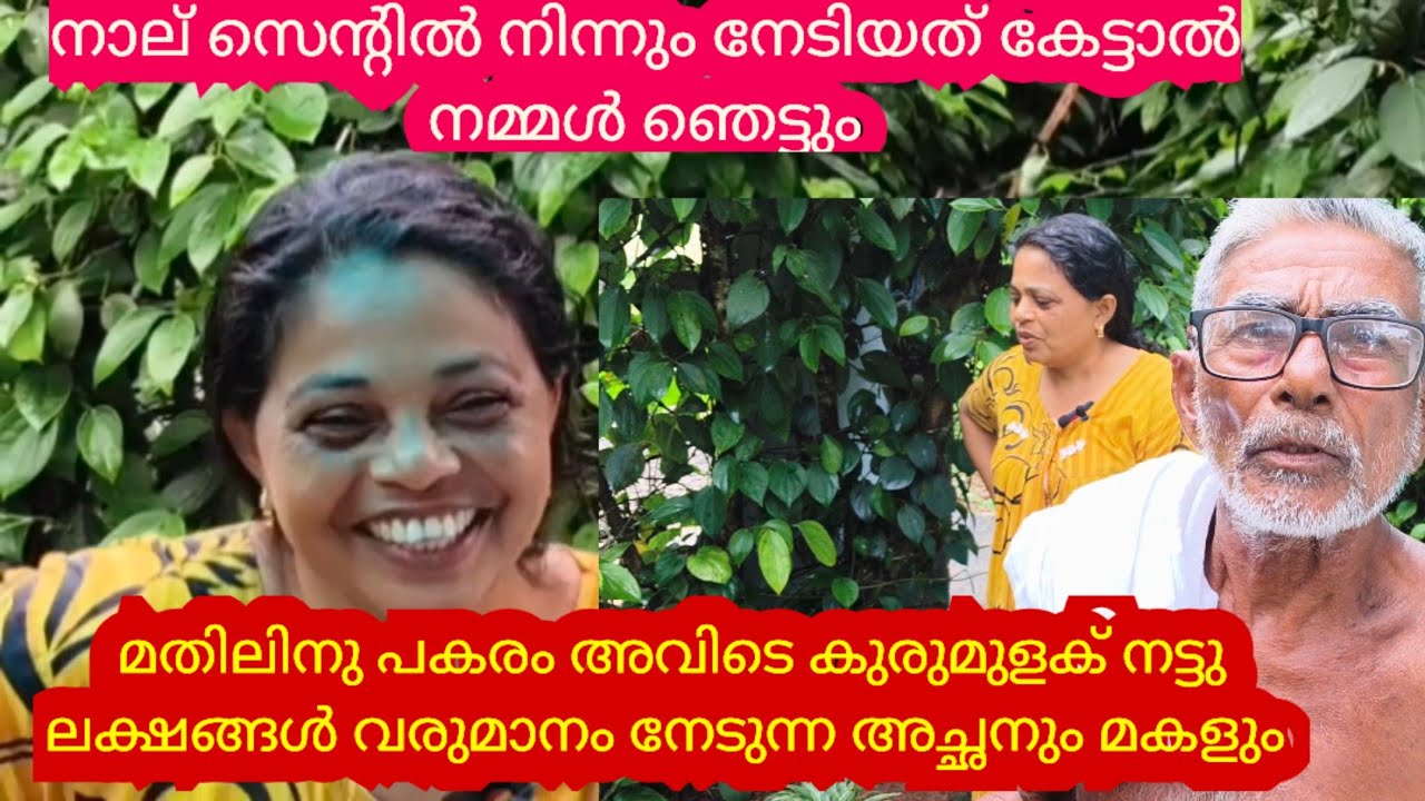 കേരളം കണ്ട ഏറ്റവും മികച്ച കുരുമുളക് കൃഷി| കരിങ്കൽ തൂണിലെ കുരുമുളക് വിസ്മയം
