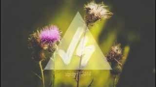 Racing Glaciers - Moths (Carousel Remix)