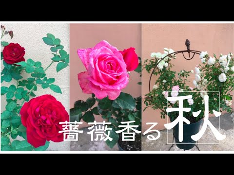 21 10 15 30 秋薔薇 ゴスペル ヘブンオンアース グリーンアイス 芳純 ベビーハンズ リモンチェッロ Youtube