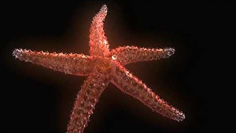 Echinoderm Animation - Sea Star Body Plan