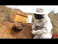 Captura de abelhas apis - resgate para iniciantes