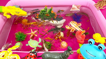 Con Thằn Lằn,Cá Chép ,Cá Chép,Cá Heo,Cá Mập,Hà Mã,Cua,Rắn,Bạch Tuộc,Rắn,Cua Hoàng Đế,Ghẹ Xanh,Animas