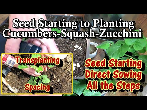 Seed Starting & Transplanting Cucumbers, Squash, Zucchini: Indoors/Outdoors, Direct Sowing & Spacing