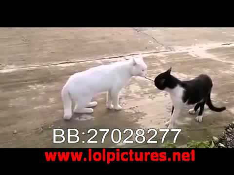 قطة الساموراي Samurai Cat 