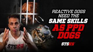 Reactive Dogs Need The Same Skills As PPD Dogs