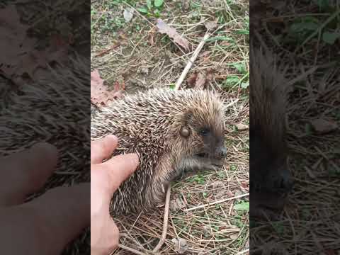Что с ёжиком? #животные #природа #animals