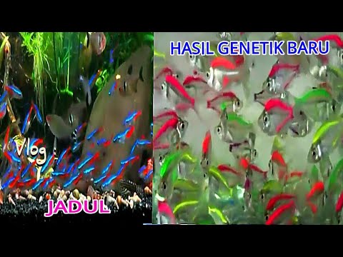 2021 Neontetra 2021 Neontetra