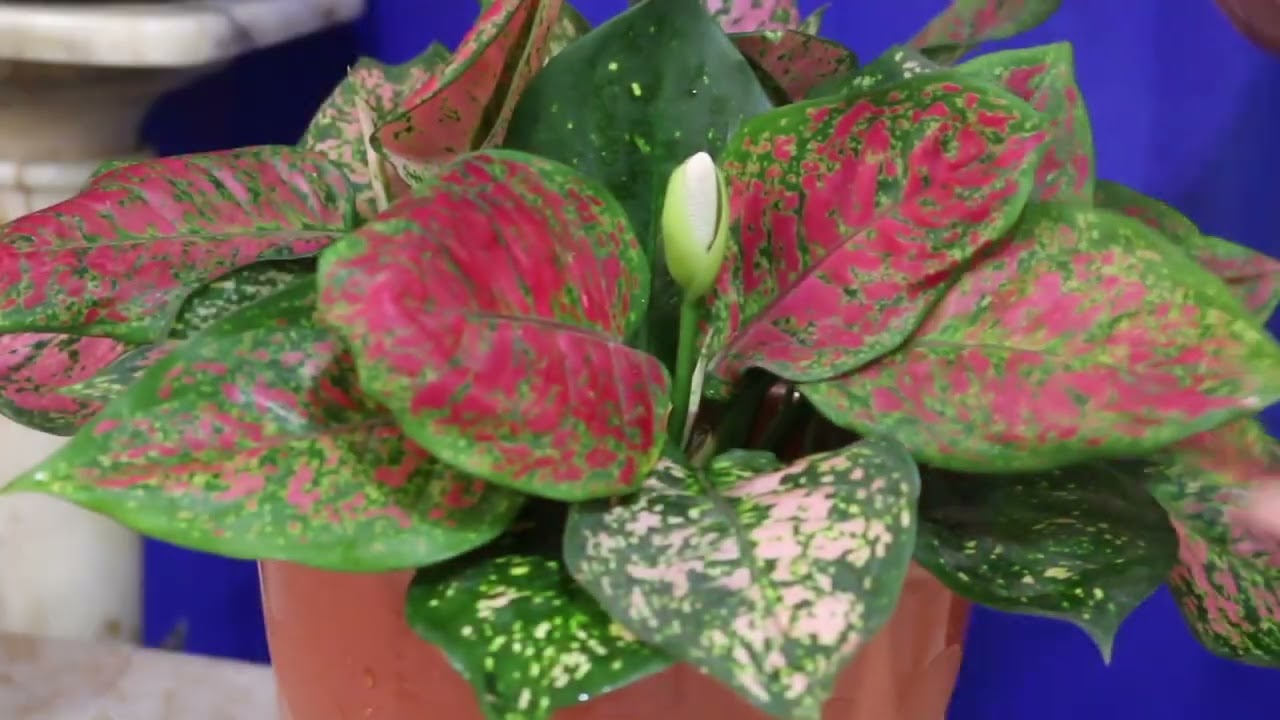 caring for an philodendron burle-marxii Philodendron Burle Marx 3