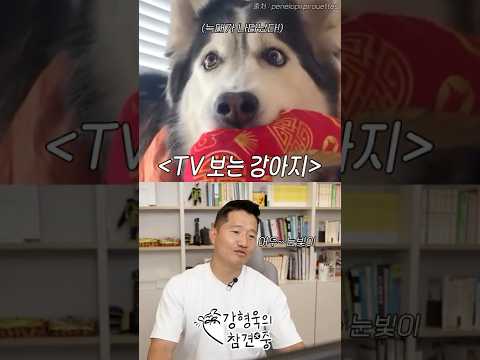 <strong>TV</strong> 보는 강아지 영상 본 강형욱의 반응(<strong>쇼츠</strong> only)