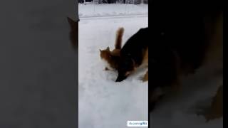 видео прикольных кошек видео прикольных кошек