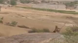 نمر يحاول افتراس كلب #الحياة_البرية #wildlife