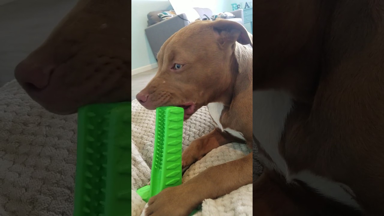 The DIY Toothbrush for Dogs YouTube