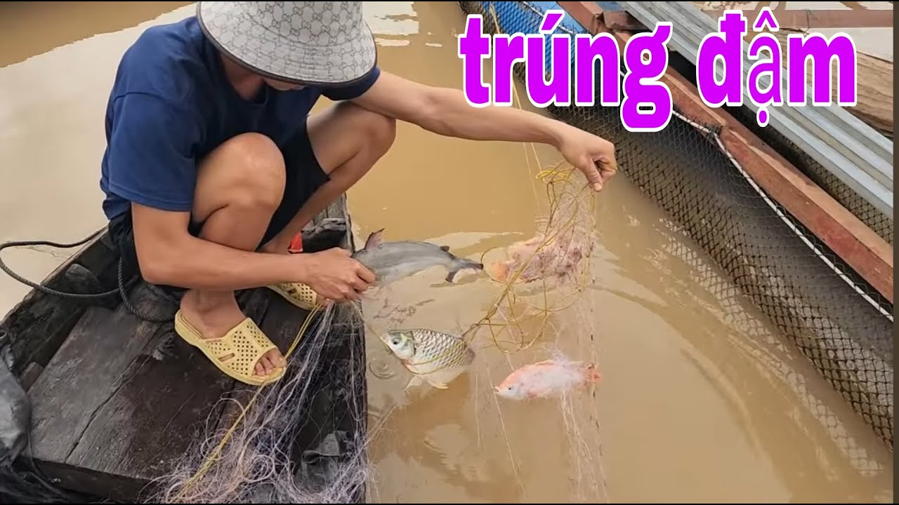 Kỷ Lục Giăng Lưới Cá Vào Mùa Nước Nổi Ở Miền Tây Cá Dính Gỡ Mỏi Tay # SĂN BẮT ĐỒNG THÁP #