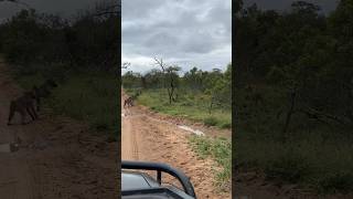 Baboons Chase Cheetah