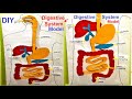 human digestive system model | HUMAN ORGAN SYSTEMS | DIY | 3D | SCIENCE EXHIBITION