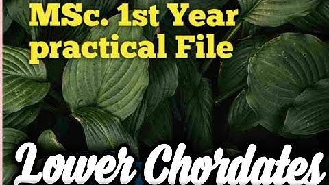 #MSc Zoology 1st semester practical file Non Chordates full hd by a to z question boy.