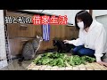 クロの左目が悪くなったので急遽病院へ!漬物と猫