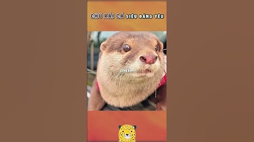 Anh Chàng Nhận Nuôi Chú Rái Cá Siêu Đáng Yêu