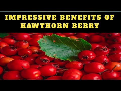 9 Impressive Health Benefits of Hawthorn Berry