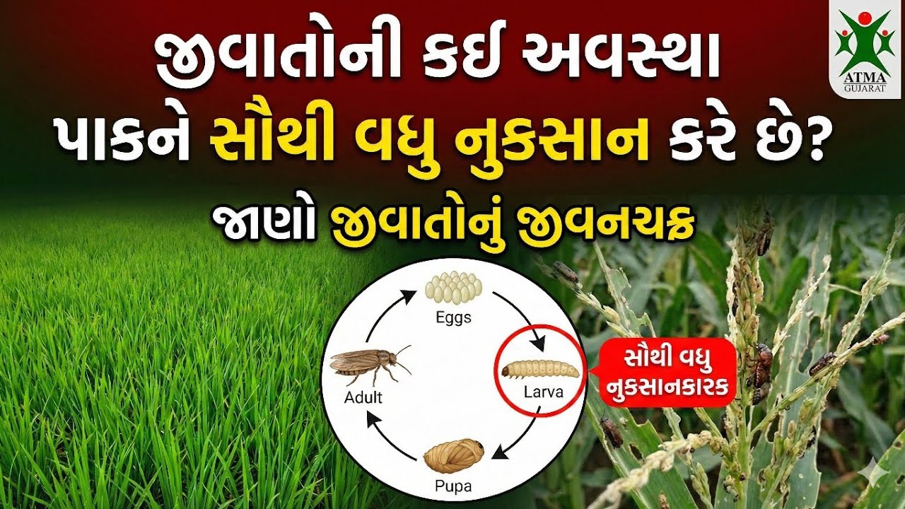 જાણો જીવાતોનું જીવનચક્ર અને પાકપર સવથી વધુ અસર કરતી અવસ્થા 