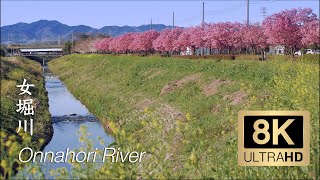 8K - Onnahori River Sakura - Saitama - 女堀川