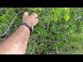 Mas um vídeo mostrando as coisas do sítio cajueiro Lagoa salgada RN 