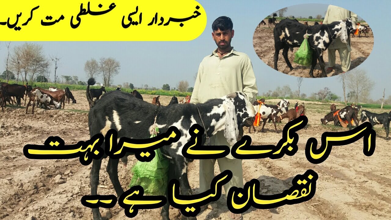 Goat Farming Tips || Bakra Farming || Goat Farm || Goat buisnes idea