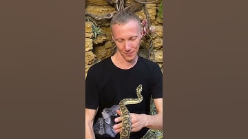 Любимая змея!                  Полное видео на канале!