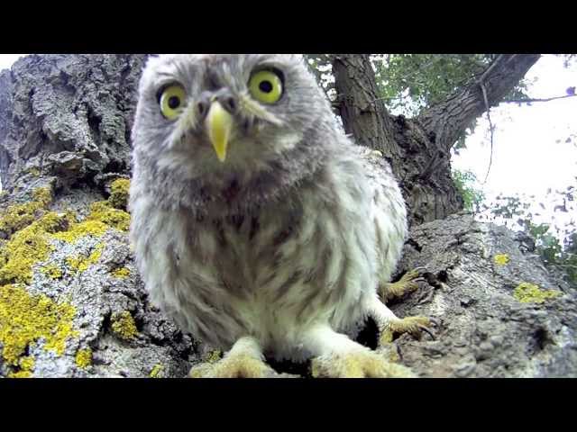 Baby Owls Find Camera Near Their Nest And Try To Eat It Twistedsifter Baby Owls Find Camera Near Their Nest And Try To Eat It Twistedsifter