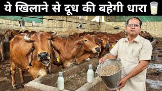 गाय,भैंस के दूध को बढ़ा देगी ये आहार | Best Feed For Cows & Buffalo to increase Milk | Dairy Farming by SANDHU AGROFARM 2,113 views 8 days ago 1 minute, 33 seconds