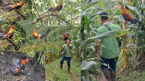 Cùng nhau bảo vệ gà rừng nào ae ơi.lo peb saib qaib qus