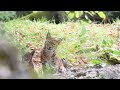 Observation d&#39;une femelle lynx et ses deux petits