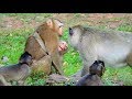 The Story of Rosa/ Real Life of Orphan small girl monkey Abandon/ Youlike Monkey 1954