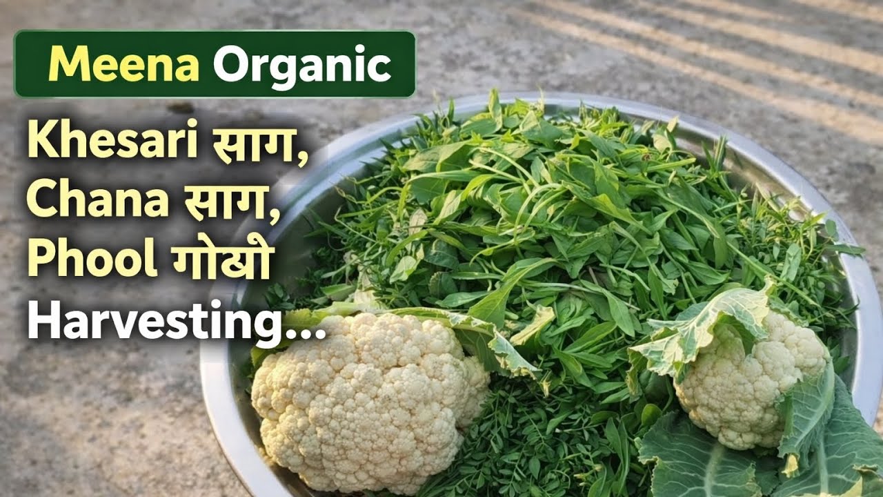 आज की ताज़ा सब्ज़ी की कटाई 🌱 | Khesari Saag, Chana Saag & Phool Gobhi Harvesting 