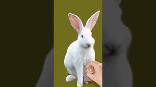 Rabbit  كيفية نطق كلمة