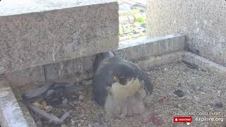 Growing Fast, but Not Too Big to Brood! - Chesapeake Conservancy Peregrine Falcons Barb & Boh (4/24)