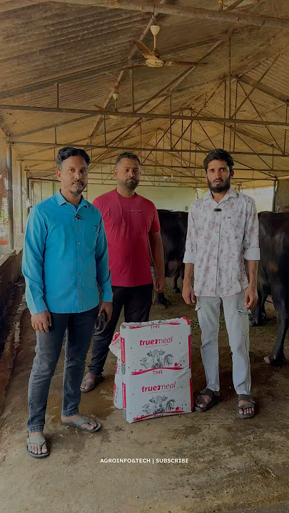 డైరీ ఫార్మ్ లో TMR తో లాభాలు |30  గేదెలకి ఆవులకి వాడుతున్న రైతు | అధిక పాల ఉత్పత్తి | TMR Feed