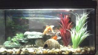 Meine Fische Cosmo Und Wanda Und Der Kleine Timy