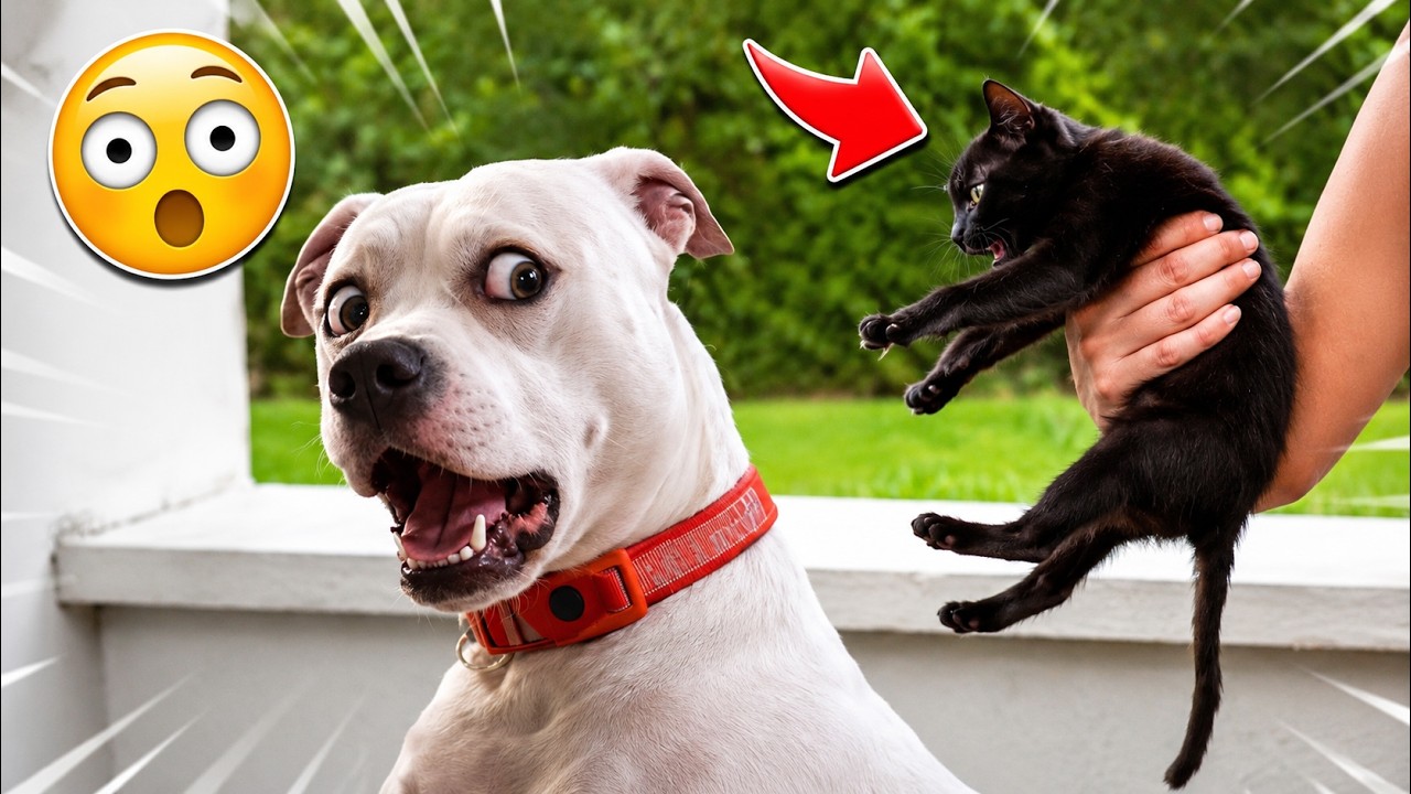 These Pets Are Pure Comedy 😂🐶 pet funny videos | Funniest Cats & Dogs Ever Caught 2025 So Hilarious