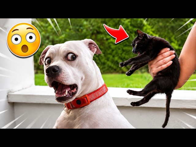 These Pets Are Pure Comedy 😂🐶 pet funny videos | Funniest Cats & Dogs Ever Caught 2025 So Hilarious
