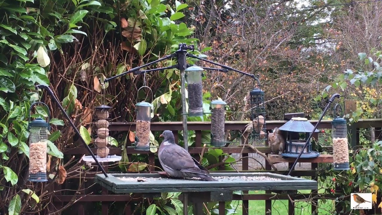 Bird Table Uk Shropshire Live Stream 17