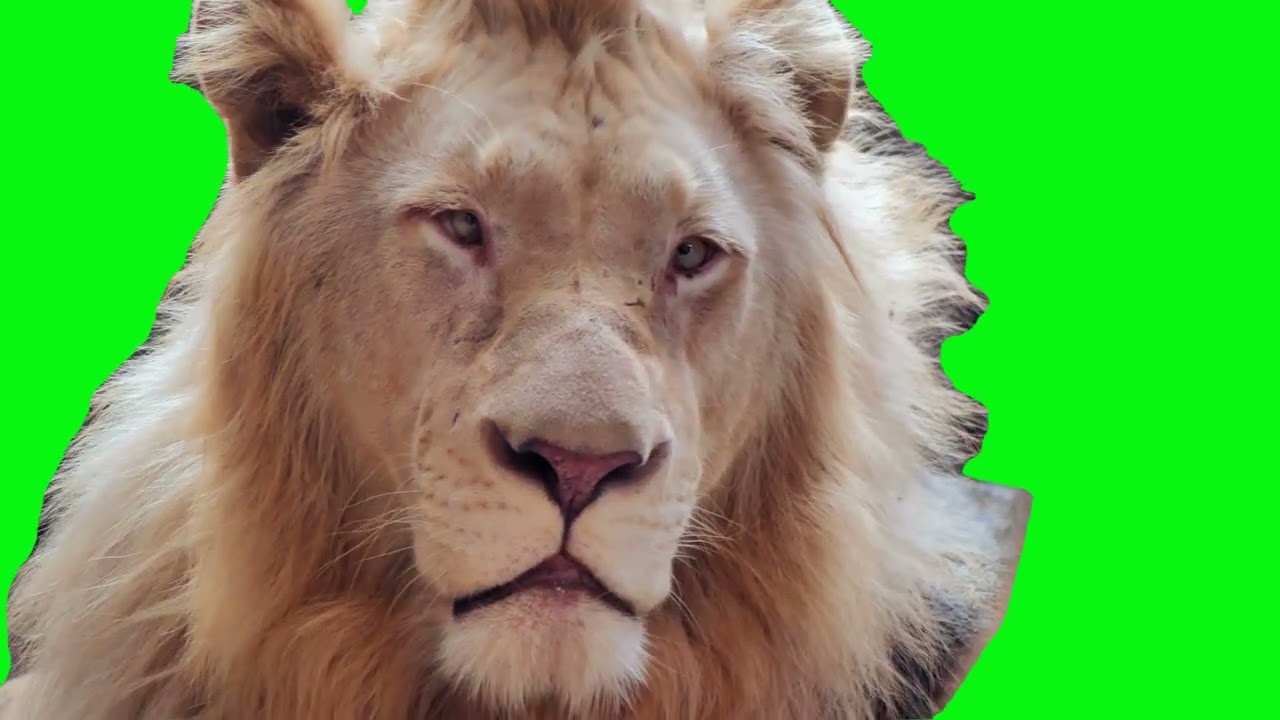 lion king roar green screen video 