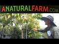 A Natural Farm Nursery Walk Tour in Central Florida - Longan, Lychee, Egg Fruits, Mango and More!