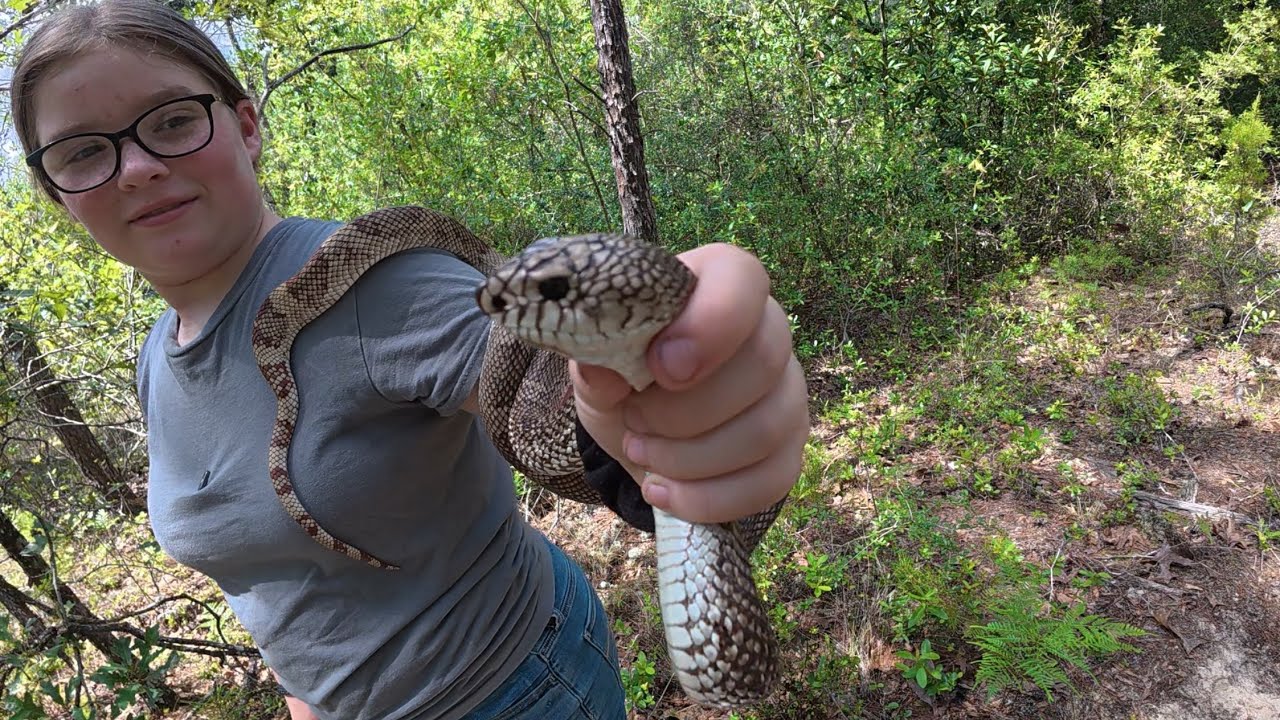 A Huge Snake and Possible Tree Knocks - YouTube