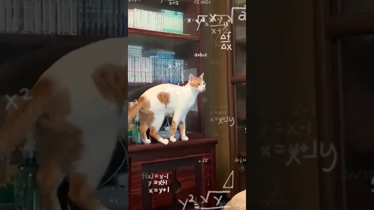 This Cat Is So Smart It S Scary 