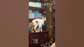 this cat is so smart it
