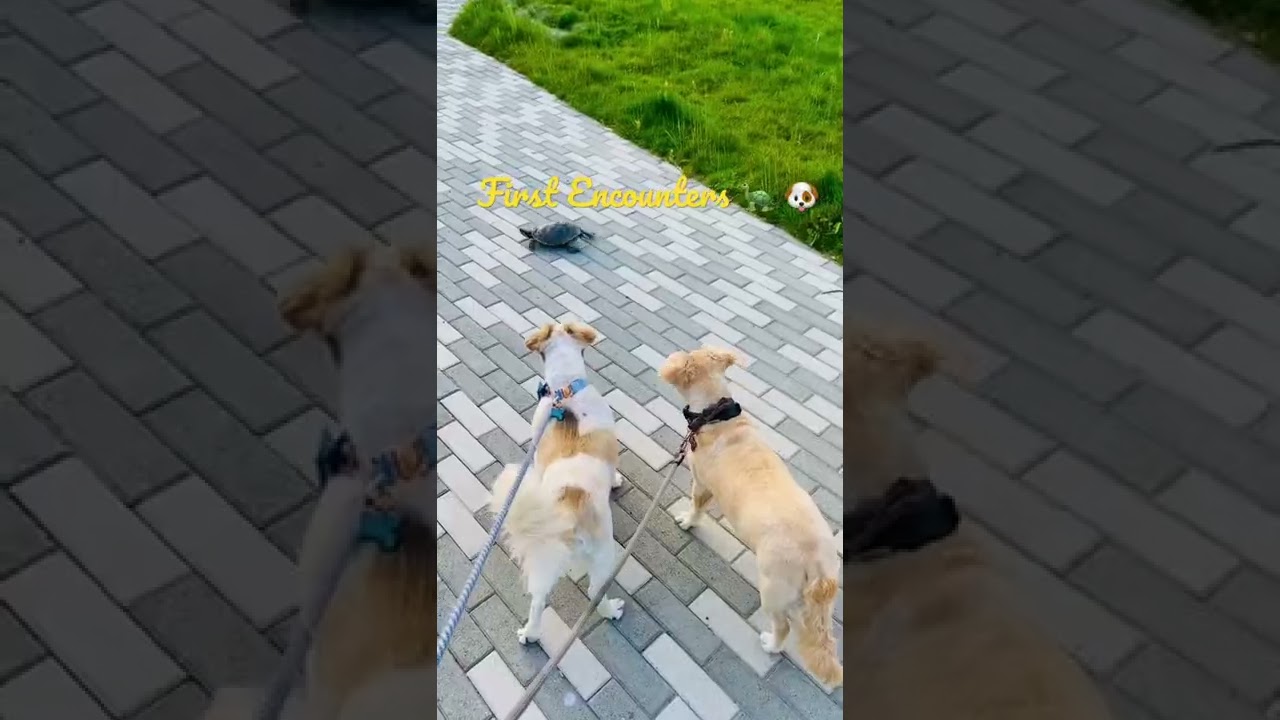 Curious Canines 🐶 Initial meeting with the turtle 🐢 next door