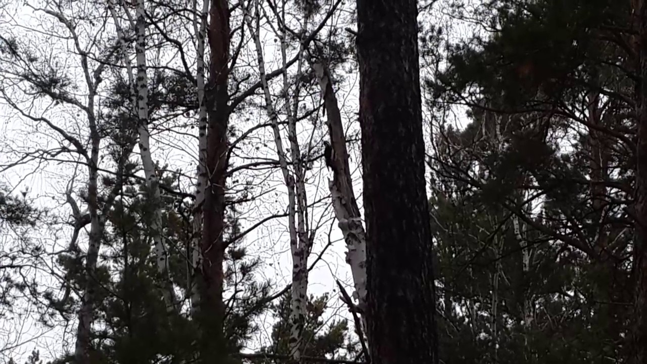 "Долбаклюй" и грибы / Woodpecker and mushrooms / Russula delica