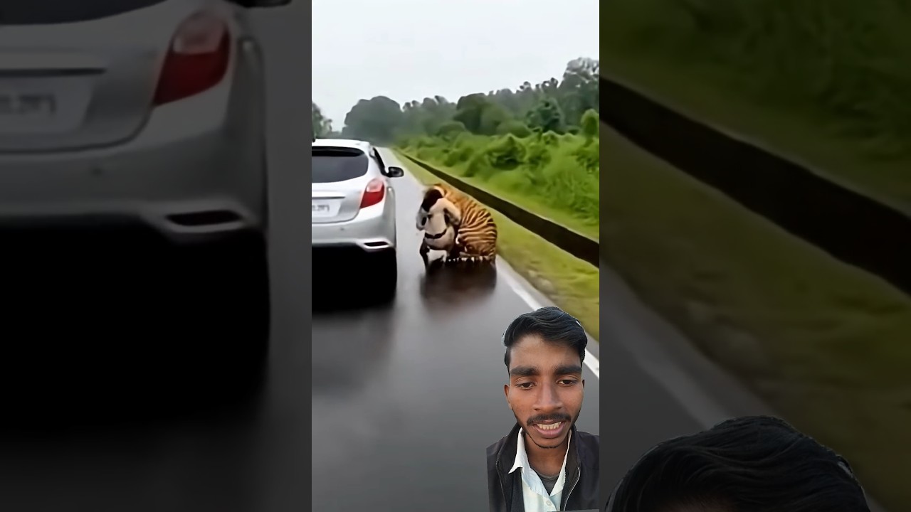 कार पर अचानक से tiger ने हमला कर दिया 🫣🥹|